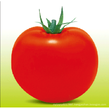 HT22 Tong big size determinate growth f1 hybrid tomato seeds with high yield